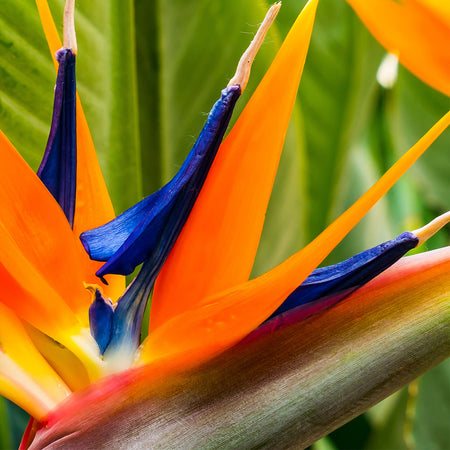 Bird of Paradise